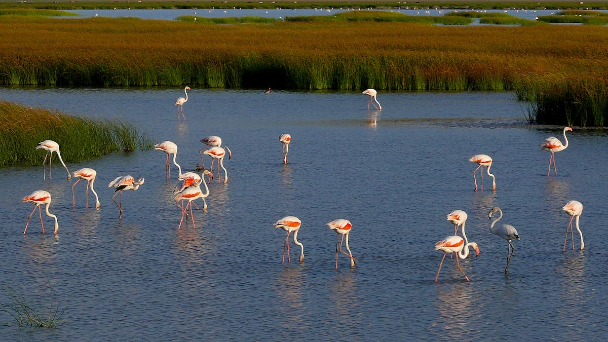 España gasta cuatro vez más en dañar la naturaleza que en protegerla