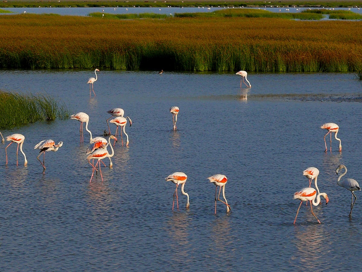 España gasta cuatro vez más en dañar la naturaleza que en protegerla