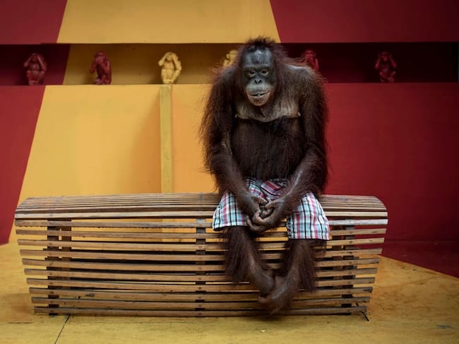 Aaron Gekoski: &#039;Orangutanes explotados por la industria turística&#039; (Tailandia, 2023).