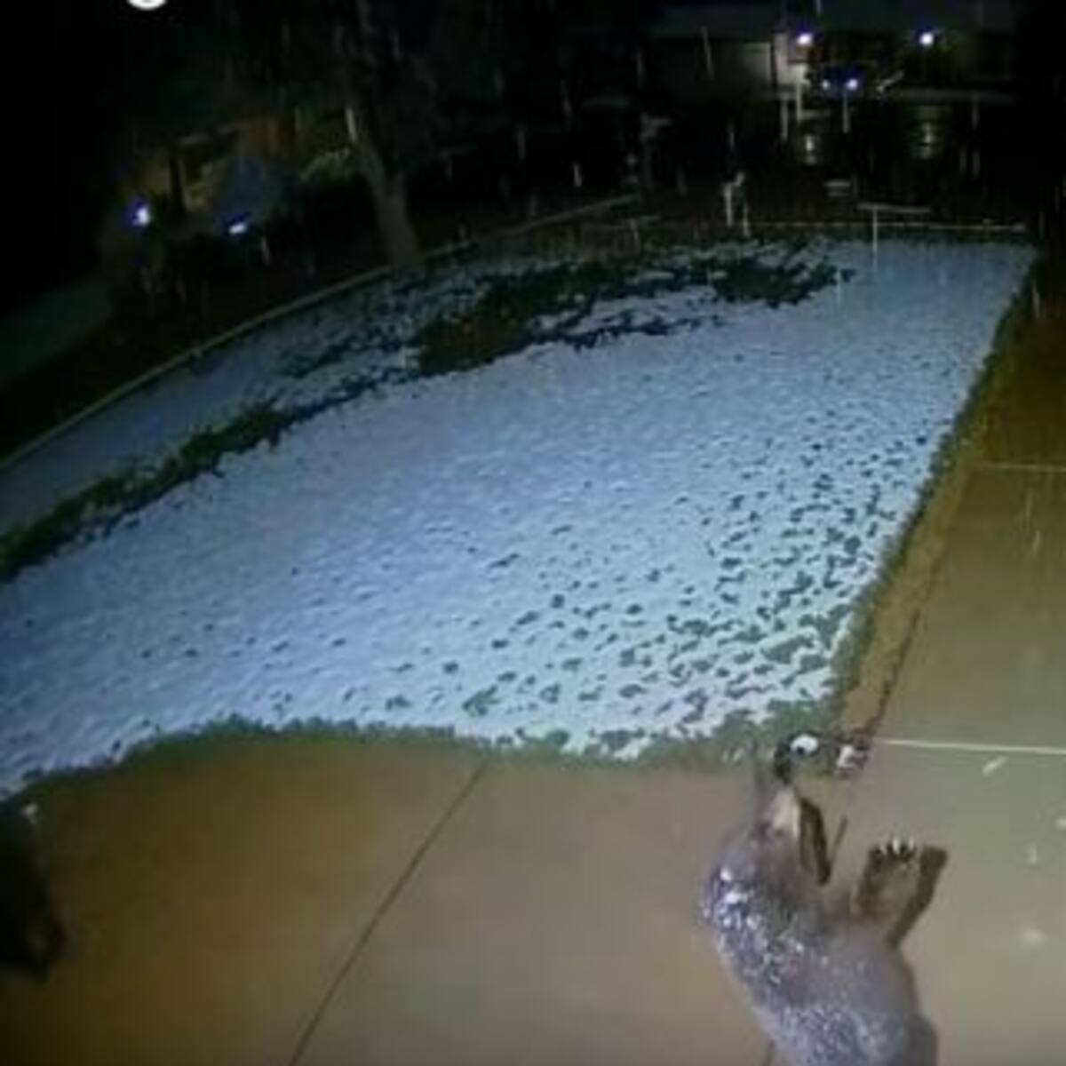 ¡Muy tierno! La reacción de un osito al ver caer la nieve