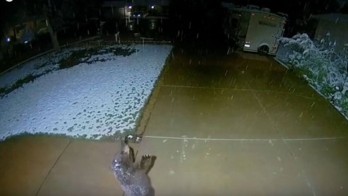 ¡Muy tierno! La reacción de un osito al ver caer la nieve