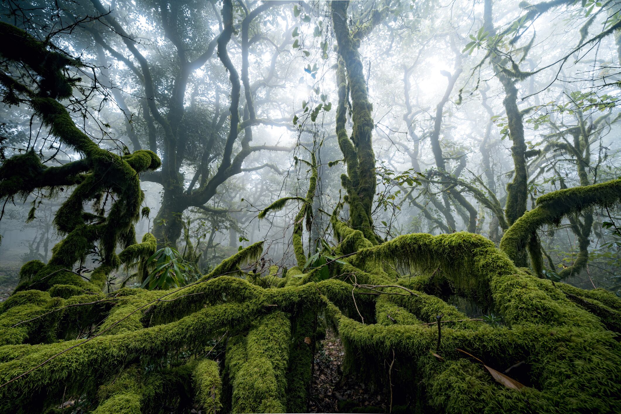 Los bosques naturales y los plantados son muy diferentes.