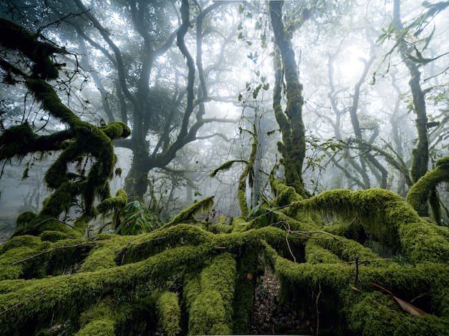 Los bosques naturales y los plantados son muy diferentes.