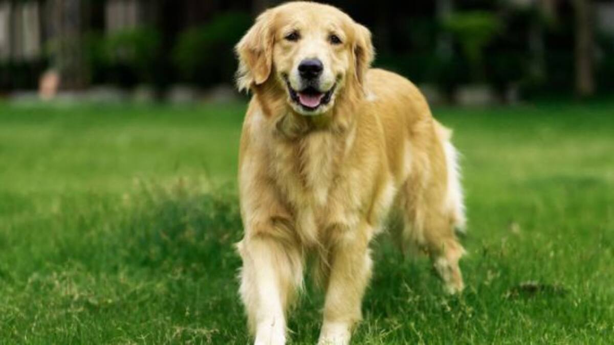 Este perrito se desmayó después de ser atropellado por un auto... ¡de juguete!