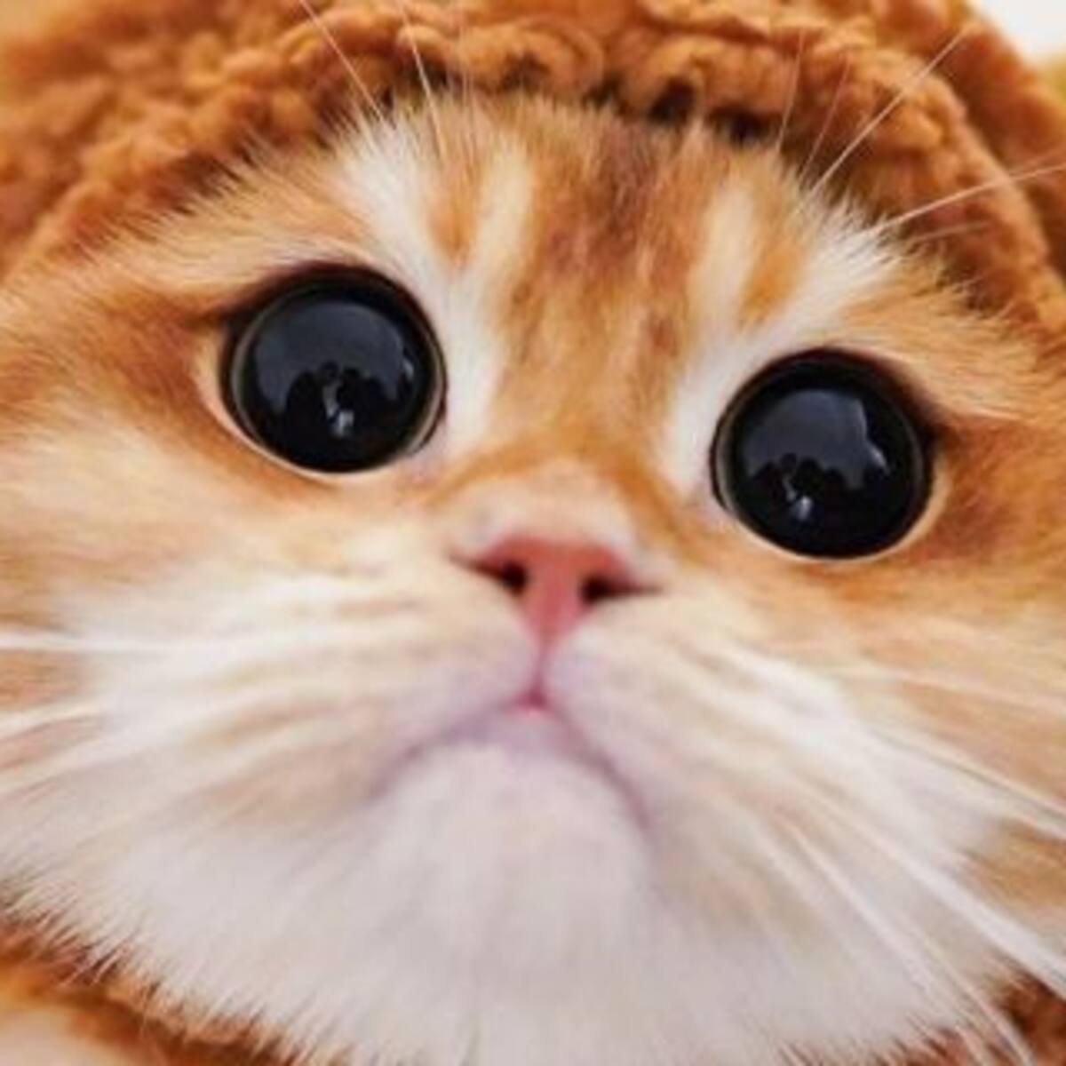 Es viral: Este tierno gatito se parece al Gato con Botas de Shrek
