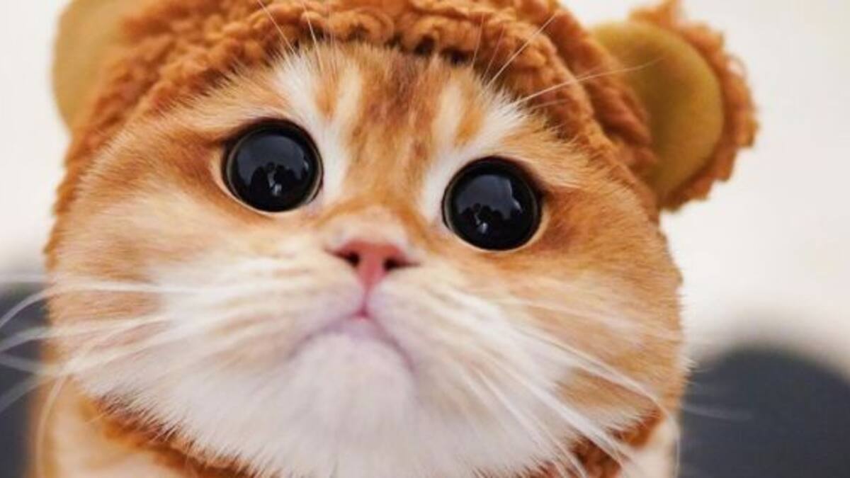 Es viral: Este tierno gatito se parece al Gato con Botas de Shrek