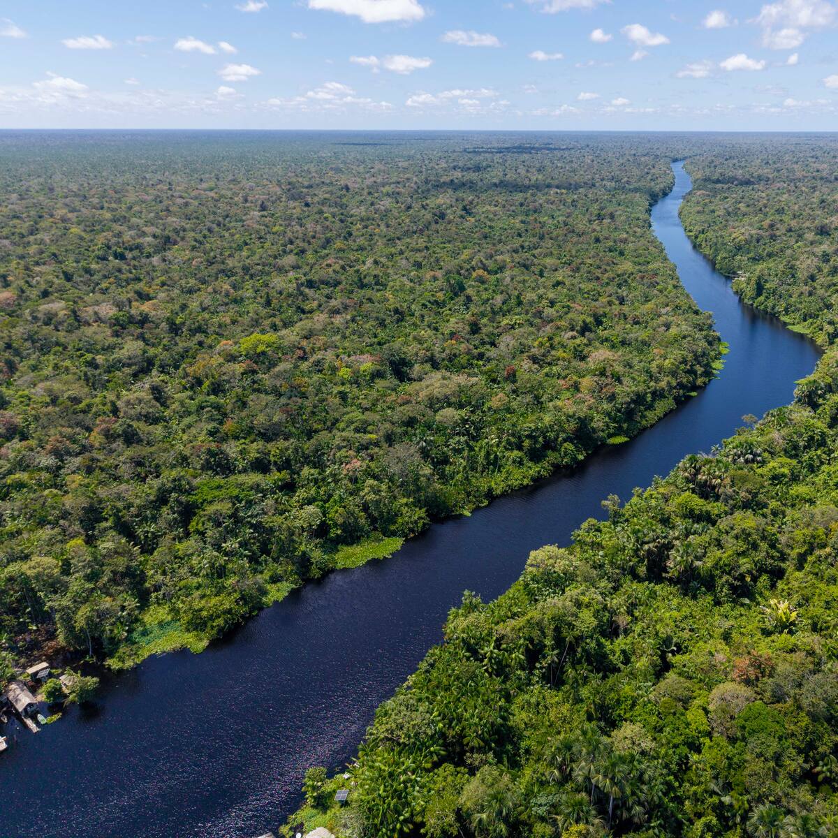 La Amazonía podría convertirse en una sabana antes de lo esperado
