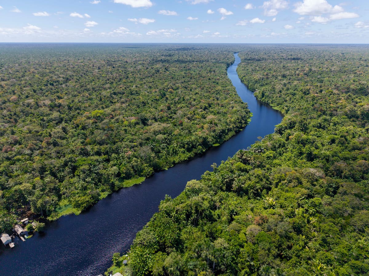 La Amazonía podría convertirse en una sabana antes de lo esperado