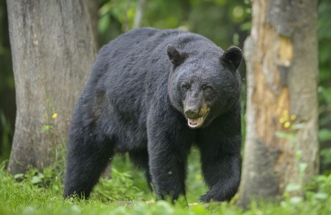 Un oso negro como el de la película.