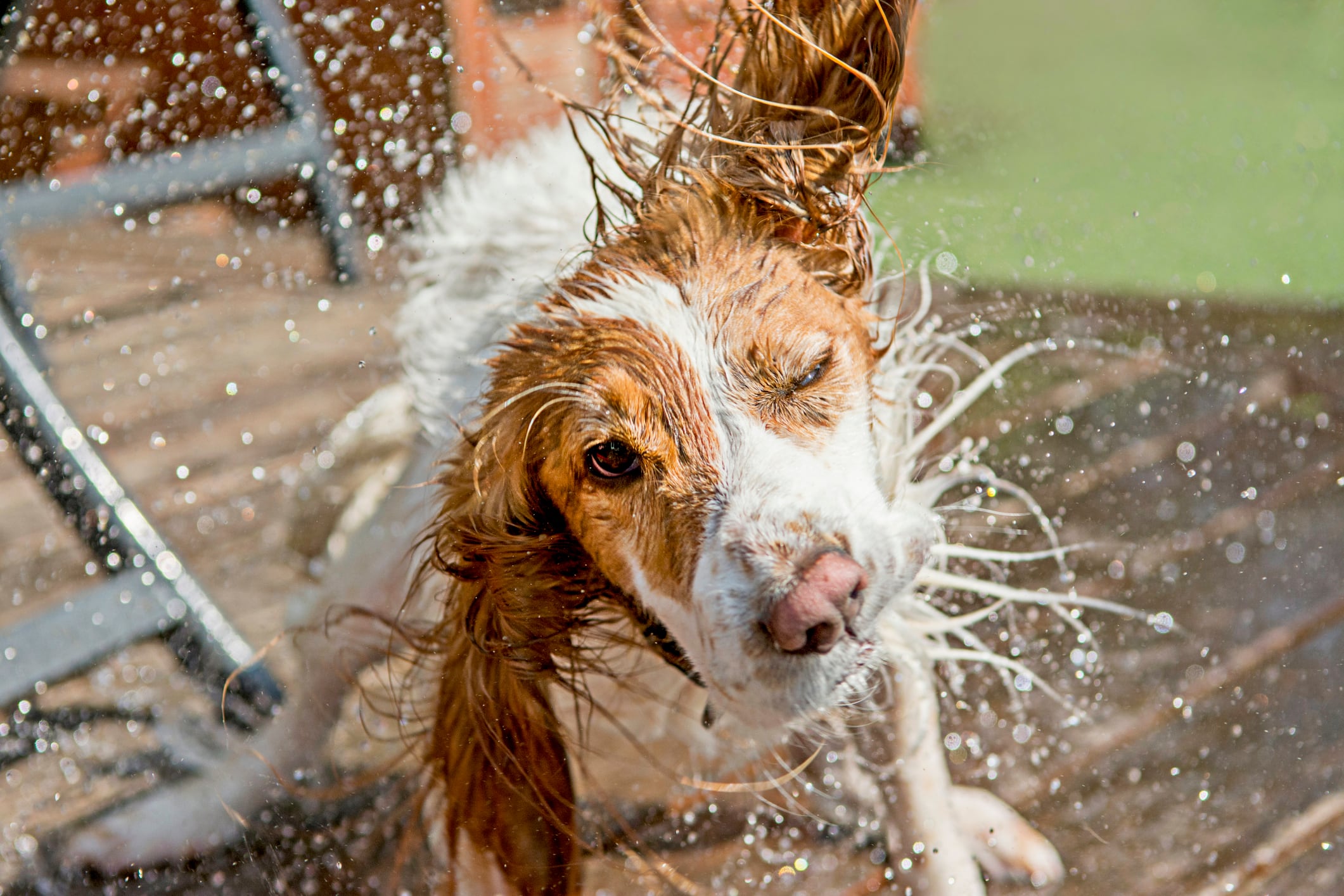 Los perros pueden sufrir golpes de calor.