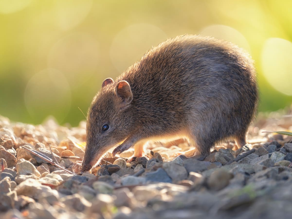 Estas son las especies que se extinguieron el pasado 2025