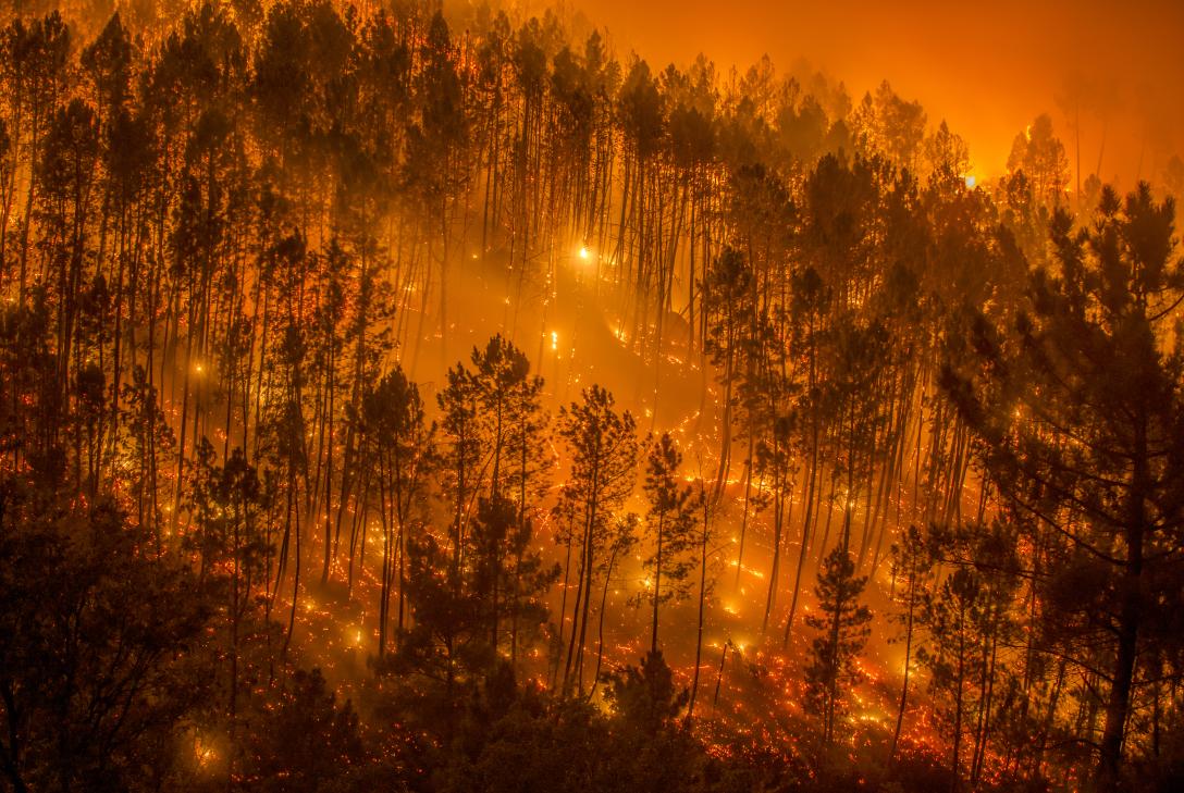 Objetivo: parar los incendios (foto: WWF).