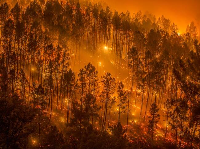 Objetivo: parar los incendios (foto: WWF).