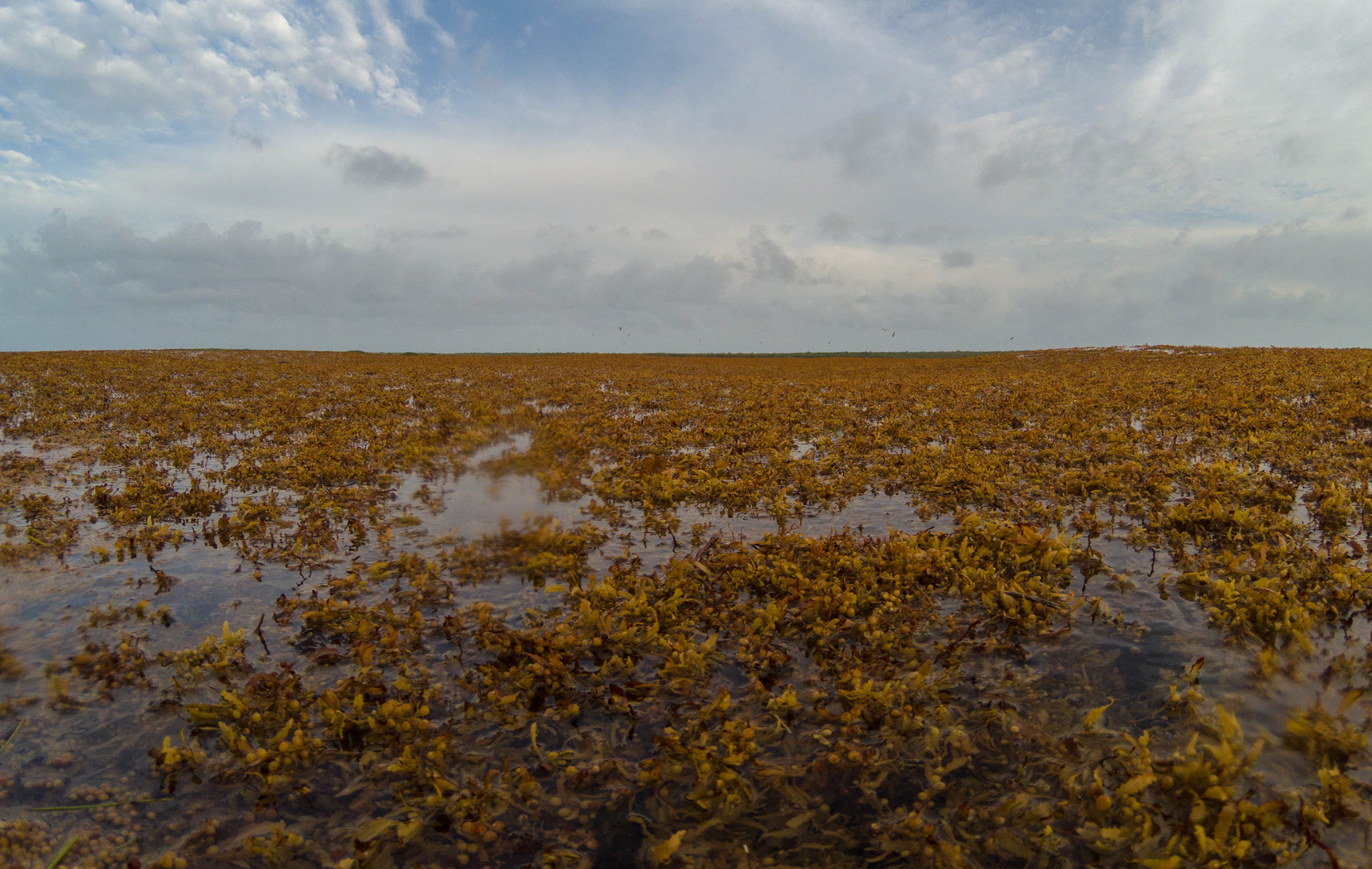 El sargazo, visto desde cerca.