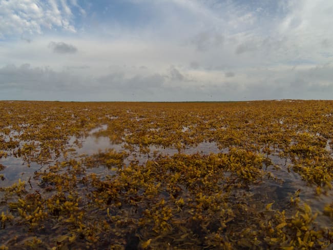 El sargazo, visto desde cerca.
