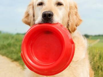 El consejo que debes seguir para que tu perro no sufra en esta ola de calor