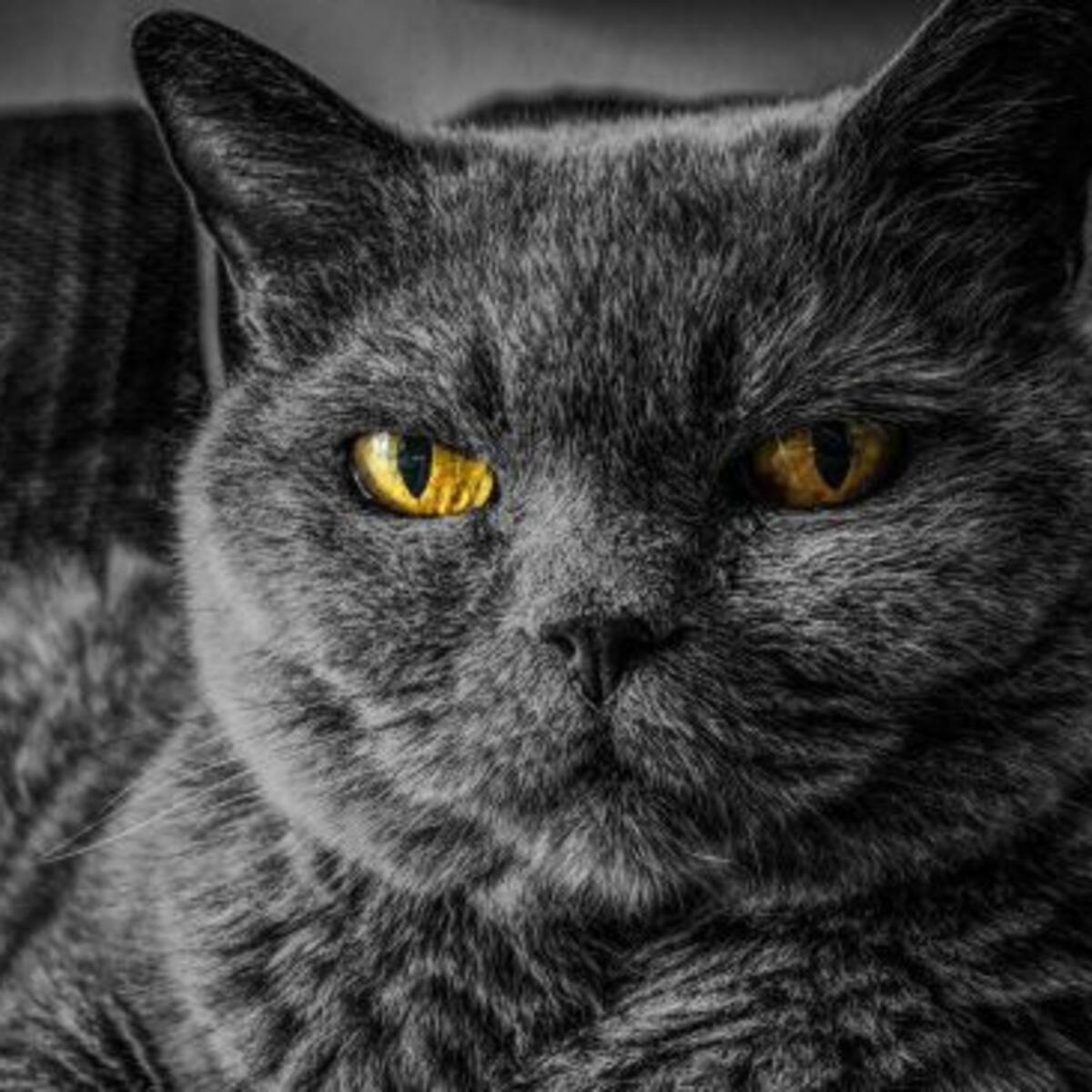 5 señales para detectar que tu gato te odia en secreto