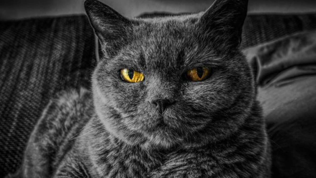 5 señales para detectar que tu gato te odia en secreto