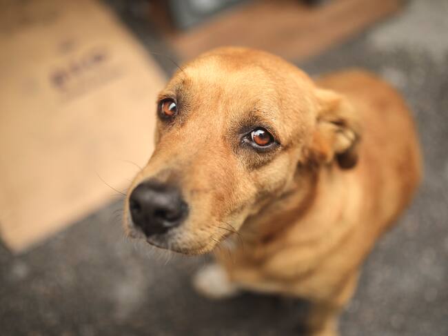 Homeless and hungry dog