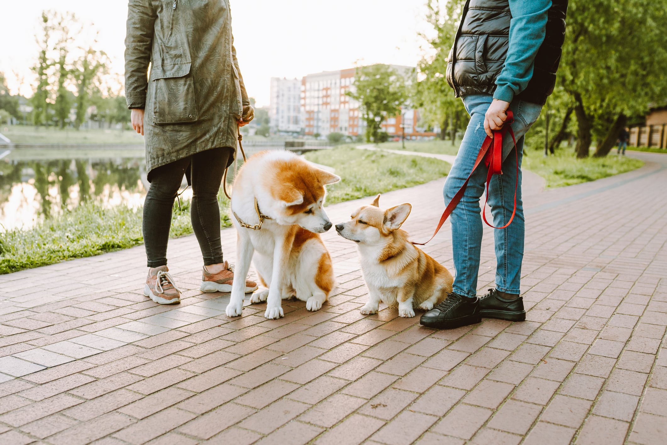Los perros necesitan tener distintos estímulos.