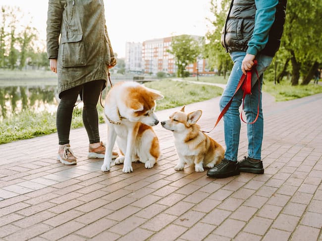 Los perros necesitan tener distintos estímulos.