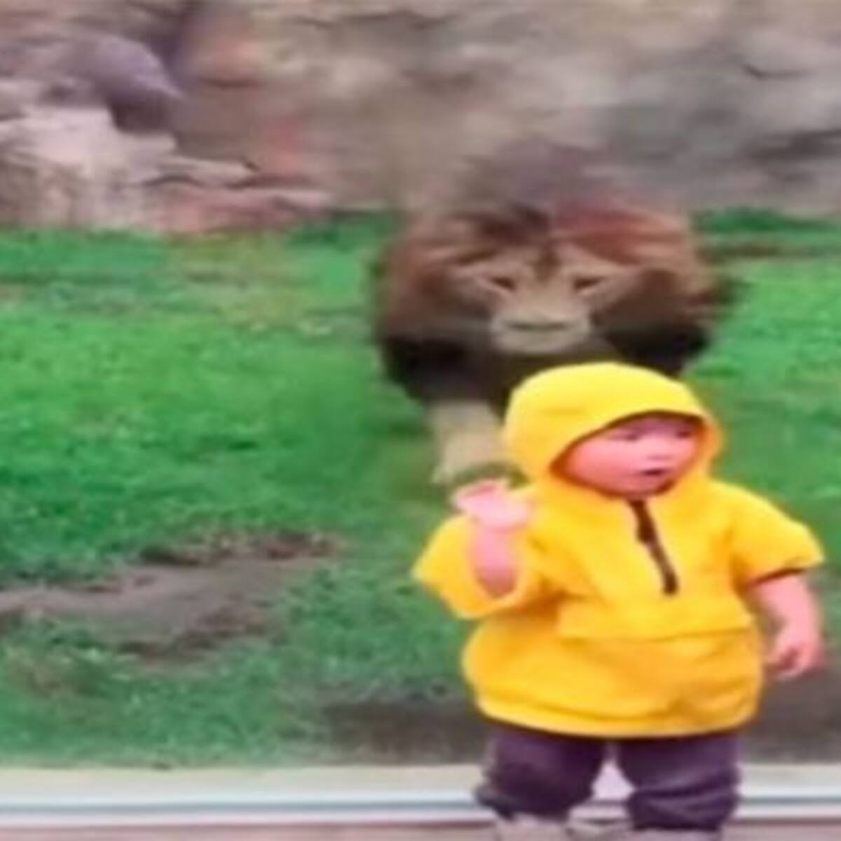 El impactante vídeo de un león que intento atacar un niño