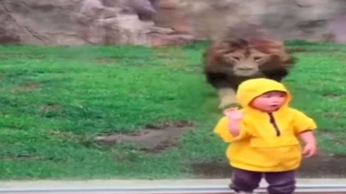 El impactante vídeo de un león que intento atacar un niño