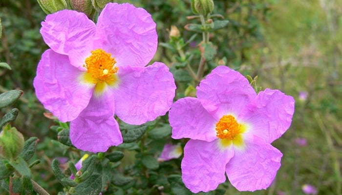 La jara de Cartagena (Cistus heterophyllus subsp carthaginensis).
