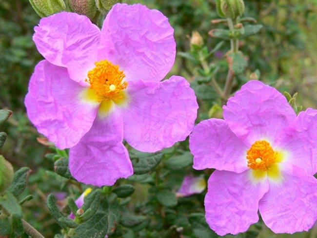 La jara de Cartagena (Cistus heterophyllus subsp carthaginensis).