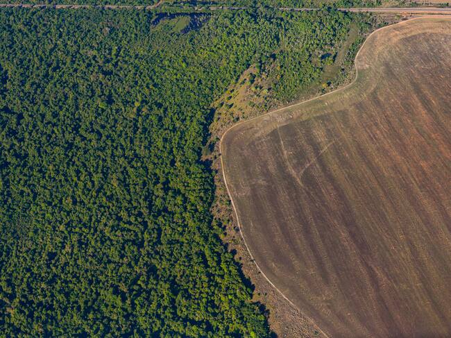 La deforestación del Amazonas se ha frenado en los últimos años.