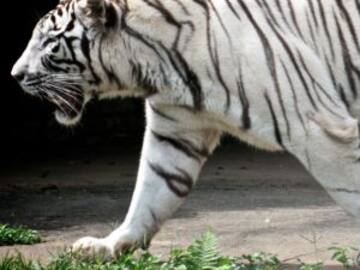 El tigre que lo atacó era propiedad de su padre