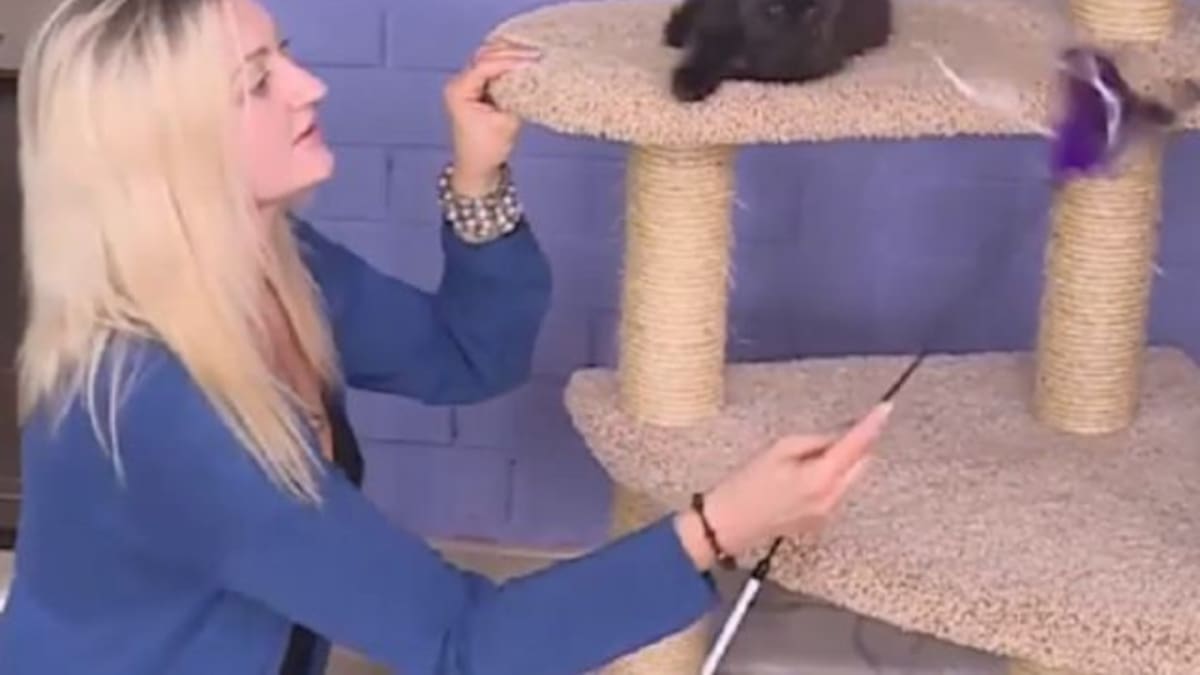 Un gato revolucionó internet por tener la cara de una persona