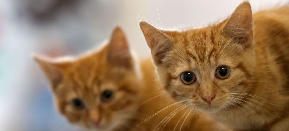 ¿Cuáto sabes sobre gatos?