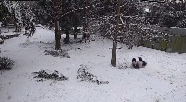 Osos panda juegan en la nieve en Washington