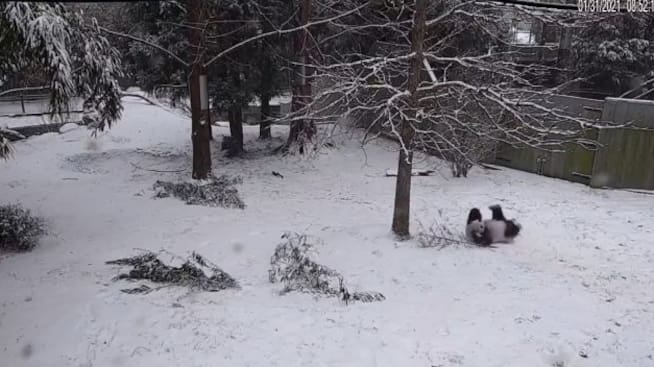 Osos panda juegan en la nieve en Washington