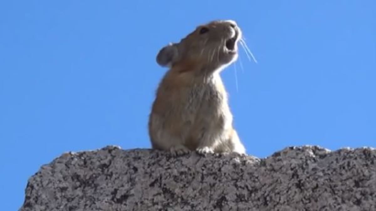 Una ardilla se animó a cantar como Freddie Mercury