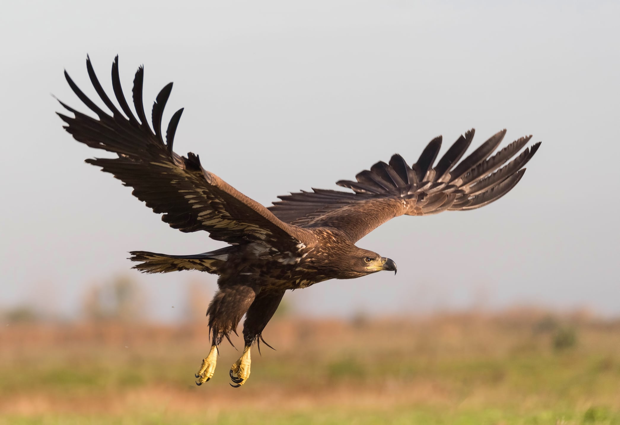 El Águila Real es la rapaz más afectada.