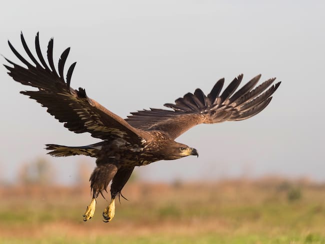 El Águila Real es la rapaz más afectada.