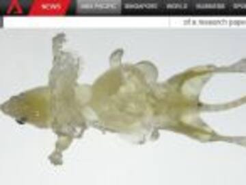 Científicos japoneses crean ratones transparentes