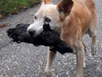 Perrita rescata a su cachorro calcinado luego de incendio