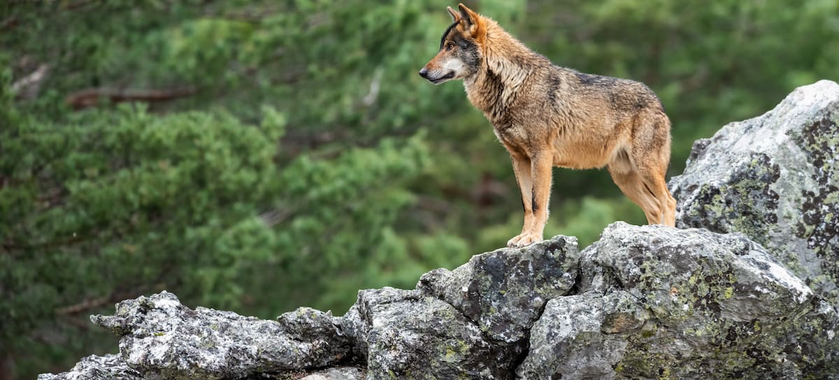 La presencia del lobo ibérico en algunas zonas de España se ha incrementado en los últimos años.