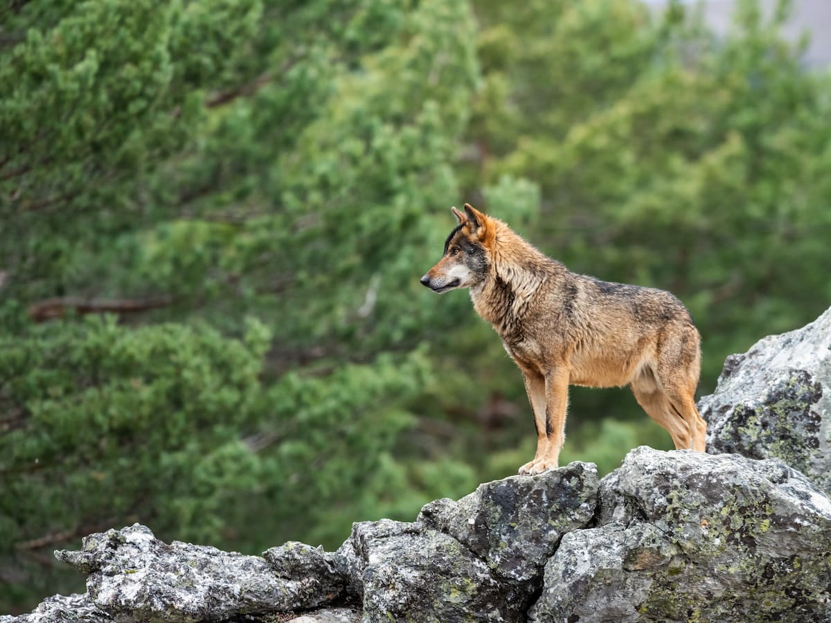 Más de 51.000 firmas contra la matanza de lobos en Asturias
