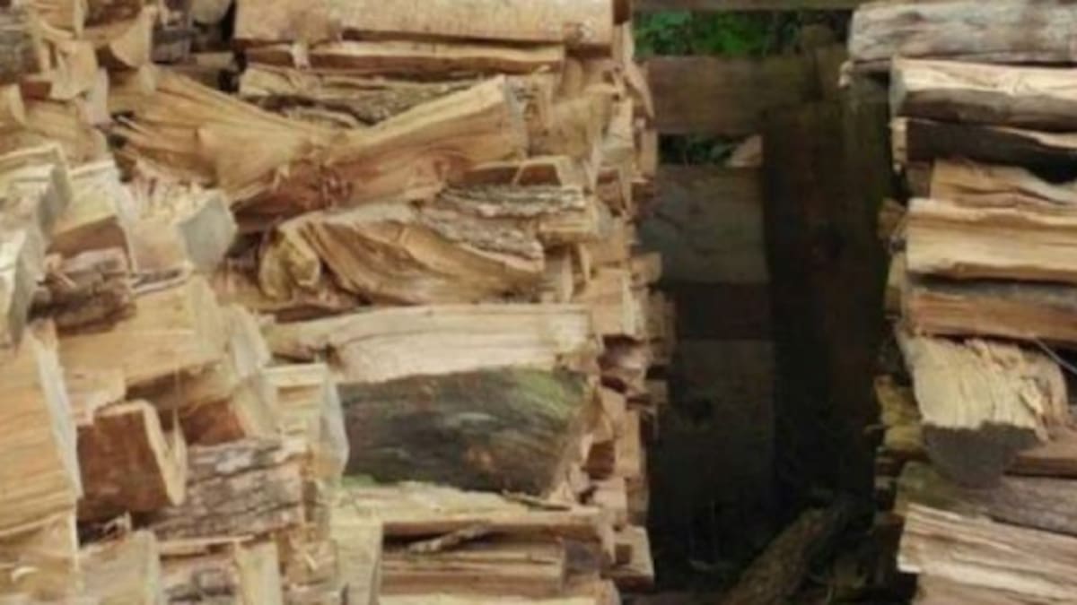 Nadie puede superar este desafío: Encontrá al gato escondido en el menor tiempo posible