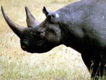 Ha muerto en Kenia el último rinoceronte negro