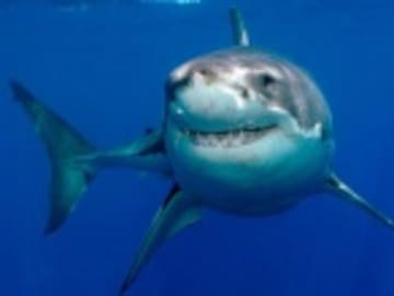 Tiburón ataca a actriz durante sesión en el mar