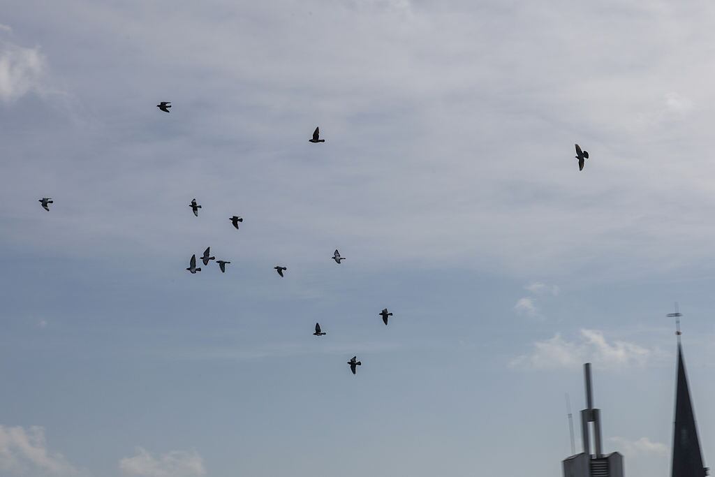 Las aves forman parte del paisaje urbano.