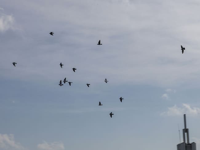 Las aves forman parte del paisaje urbano.