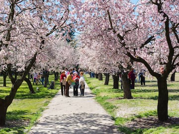 ¿Dónde ver los almendros en flor en Madrid?