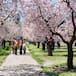 ¿Dónde ver los almendros en flor en Madrid?