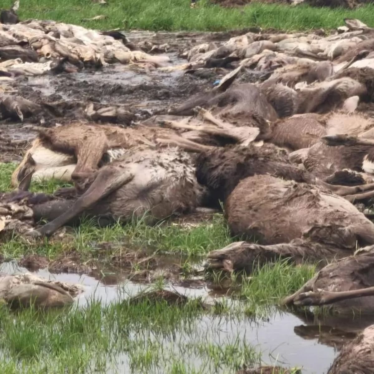 "Masacre total" en Ciudad Real: casi mil animales abatidos en una polémica cacería